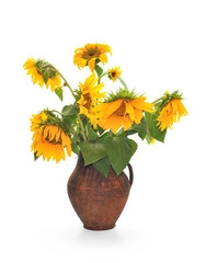 Withering sunflowers in a jug