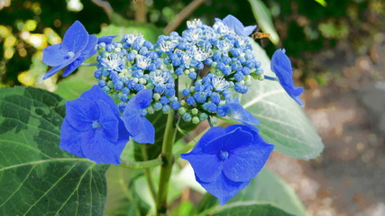 Bauernhortensie (Hydrangea macrophylla)