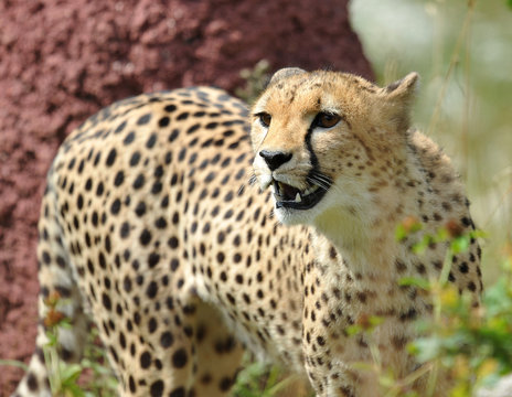 cheetah (Acinonyx jubata)