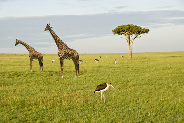 gireffe nel parco Masai Mara