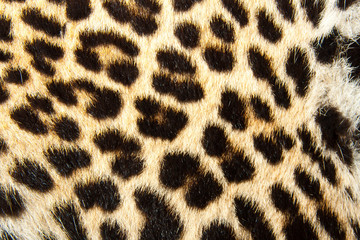 Leopard fur background