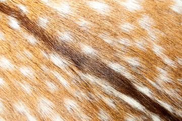 Gazelle background
