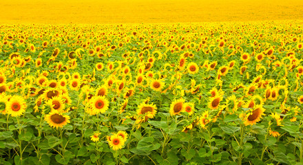 Sunflower field