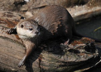 oriental Small-clawed Otter (Aonyx cinerea)