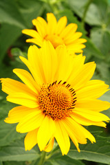 Two yellow arnica flowers in the garden