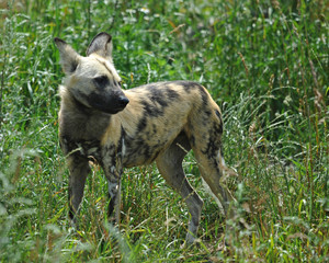 African hunting dog (Lycaon pictus)