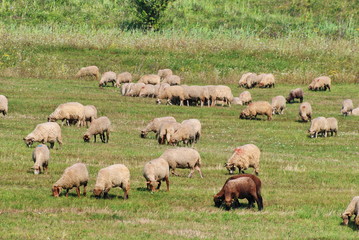 gregge al pascolo