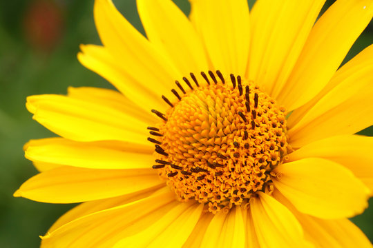 Closeup photo of yellow arnica flower in the garden