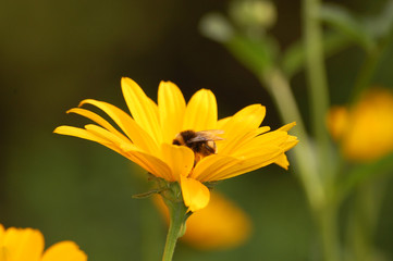 Sonnenblumen mit Biene