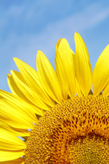 Naklejka premium Summer Background