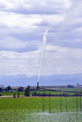 Obraz premium Pivot irrigation system in a sugar beet field