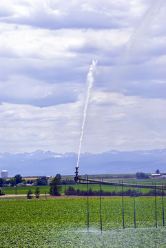 Pivot Irrigation System In A Sugar Beet Field