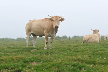 Vaches