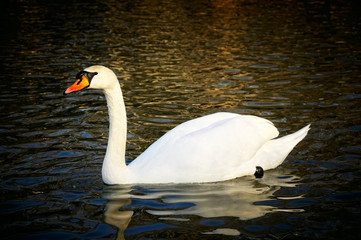 Majestic Swan