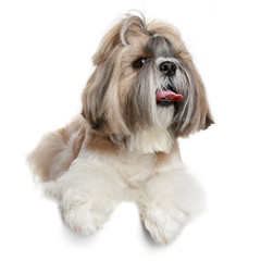 Shih tzu dog portrait on white