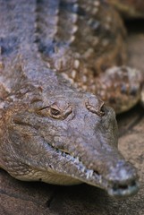 Crocodil 1