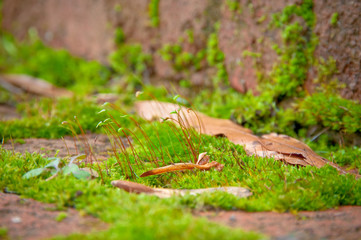 Moss step