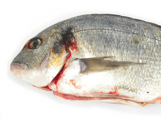 Fresh fish (gilthead)