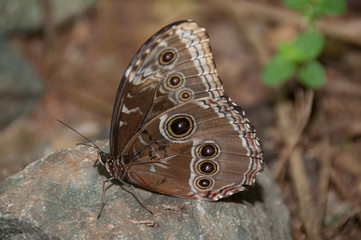 Owl Butterfly