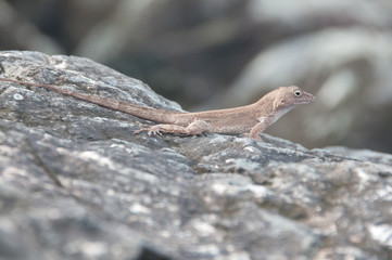 Lizard on the Rocks