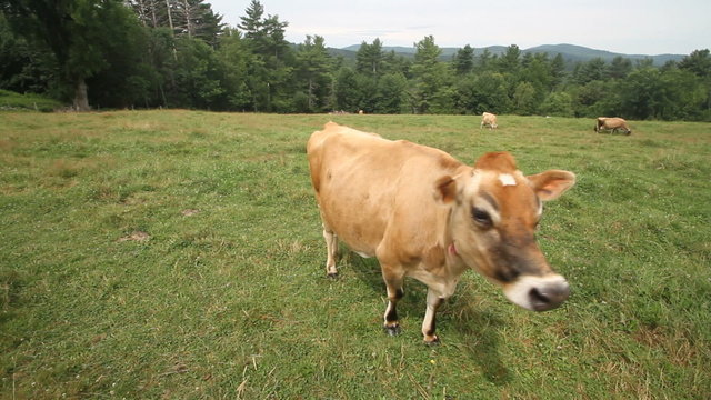 Cow eating grass mountain farm landscape