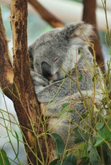 sleeping Koala 8