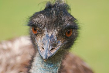 Emu 9