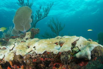 Naklejka na ściany i meble Fan Sea na koralowej półce w Broward County, Florida