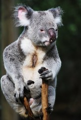 Koala schauend 1