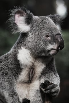 Koala schauend 2