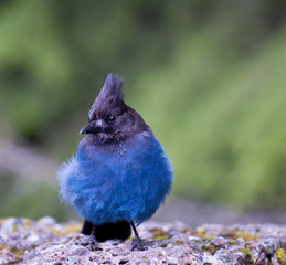 Steller's Jay