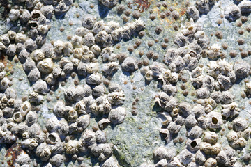 Barnacles