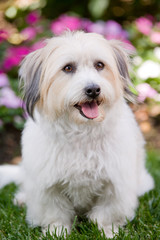 Coton De Tulear Dog
