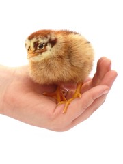 Chicken on a hand