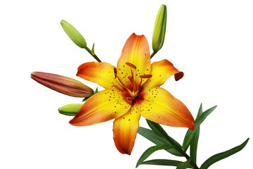 Obraz premium Orange Lily Flower