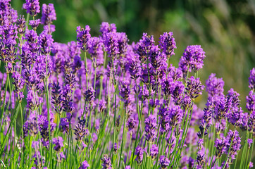 Lavendel - lavender 53