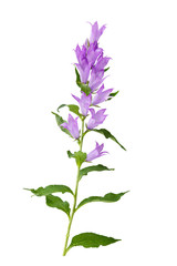Obraz premium Bell Flower