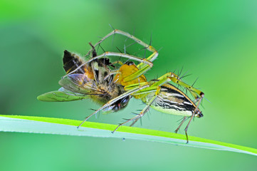 Fototapeta na wymiar lynx pająk jedzenie pszczoła
