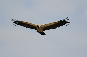 Rüppell's Vulture, Gyps rueppellii, Masai Mara, Kenya