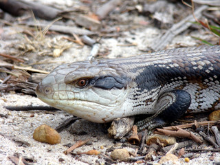 blue-tongued lizard