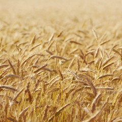 grain ears background