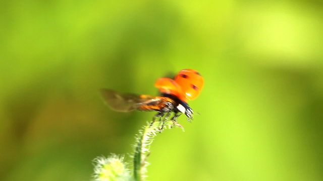 ladybug flight on the blade of grass