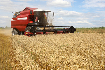 Fototapeta na wymiar Combine working on a wheat field