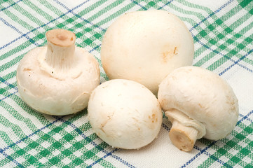 Weiße Zuchtchampignons