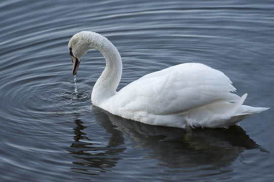 Schwan