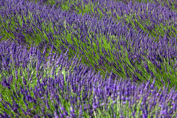Obraz premium lavanda