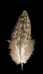 single soft fluffy  bird feather quill over black