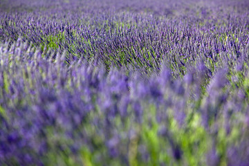 lavanda