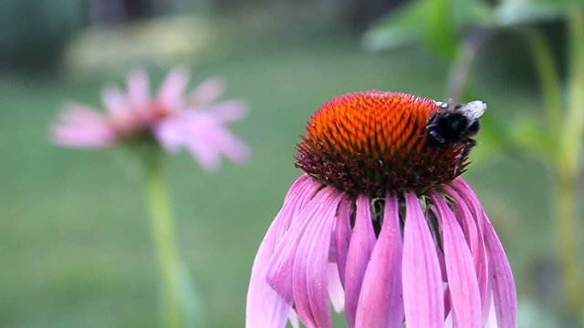 Bourdon sur echinacea purpurea
