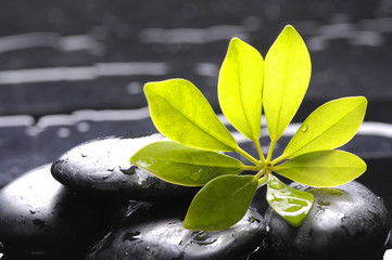 Spa still life with water drops